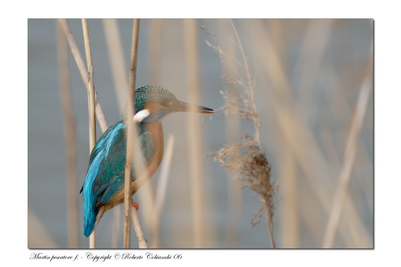 Martin pescatore -  Alcedo atthis